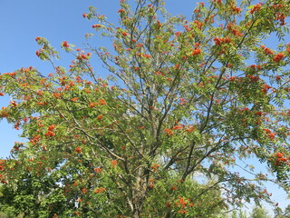 red rowan berries ripen on the branches in summer