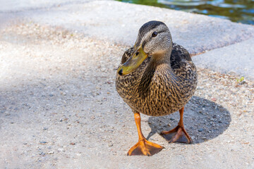 Close-up of an adult female wild mallard duck stands on the shore of a lake in a park in summer....