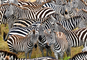 Obraz na płótnie Canvas Zebras in Masai Mara, Kenya