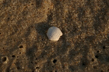 Fototapeta na wymiar Biała muszelka na piasku