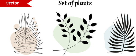 Set of vector palm leafs and brunch; The icons of summer plants