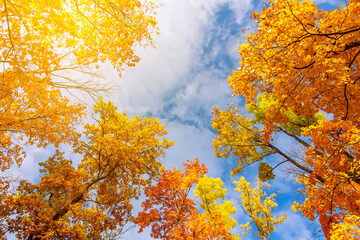 Treetops during autumn foliage on a sunny day