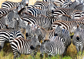 Fototapeta na wymiar Zebras in Masai Mara, Kenya