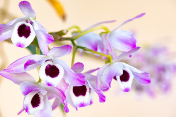 Orchid, beautiful flowering orchid in white and purple, natural light, selective focus.