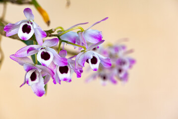 Orchid, beautiful flowering orchid in white and purple, natural light, selective focus.