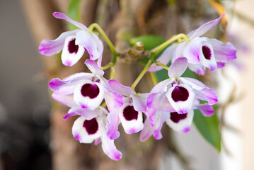 Fototapeta na wymiar Orchid, beautiful flowering orchid in white and purple, natural light, selective focus.