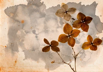 Foto auf Leinwand dry flowers hydrangea close up on old paper background © Vera Kuttelvaserova