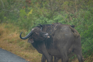 Obraz premium africa