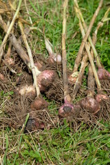 FU 2021-07-28 FeldLov 11 Auf der Wiese liegt frisch geernteter Knoblauch