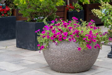 Stone pot blooming petunias on pedestrian pavement paved with stone tiles. Purple petunia flowers...