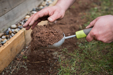 Male gardener holding scoop trowel garden hand tool full of soil, spreading soil out on ground. Close up of hands.