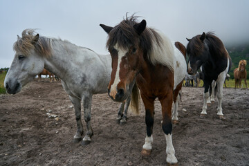 Naklejka na ściany i meble Horses on the lofoten islands