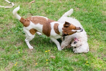 Jack Russell Terrier in the park for a walk.