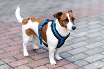 Jack Russell Terrier, in the city, unloading.