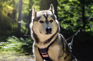 Naklejka na ściany i meble Portrait of cute siberian husky in summer forest. Sitting dog. Sunlight.