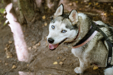 Portrait of cute siberian husky with blue eyes walking in the forest. Happy smiling dog. 