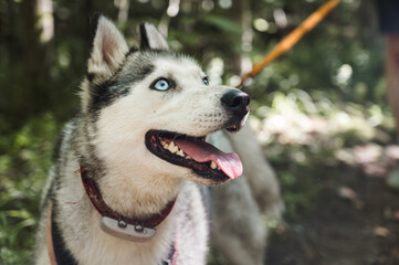 Portrait of cute siberian husky with blue eyes walking in the forest. Happy smiling dog. 