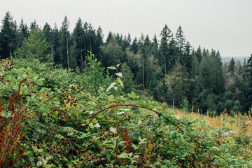 wild blackberry bushes brambles in the forest - obrazy, fototapety, plakaty