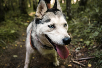 Naklejka na ściany i meble Portrait of cute siberian husky with blue eyes walking in the forest. Happy smiling dog. 
