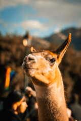 cuzco