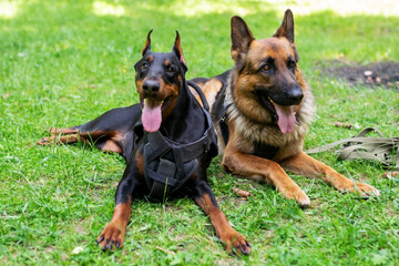 Doberman and German Shepherd, on the grass in the forest.