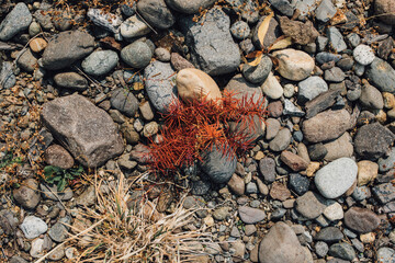 red color dead branches from Douglas fir tree because of drought stress