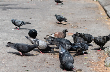 Obraz premium City pigeons pecking at spilled feed on street pavement