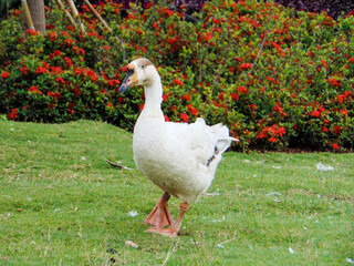 white goose on the grass