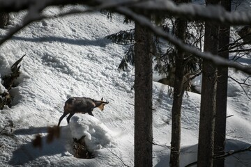 Alpine chamois walking through the snowy forest in the daytime
