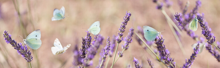 white butterfly on lavender flowers macro photo