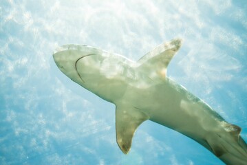 Low angle shot of a shark at Atlantis Marine Habitat Aquarium in the Bahamas