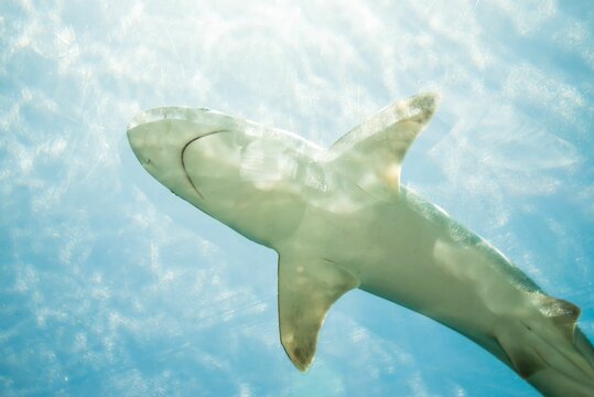 Low Angle Shot Of A Shark At Atlantis Marine Habitat Aquarium In The Bahamas