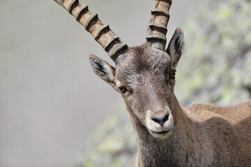 Steinbock Protrait