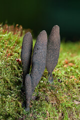 Dead man's fingers is a fungus that grows on a rotten trunk. It is probably Xylaria polymorpha.