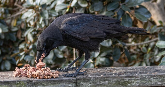 Closeup shot of a crow eating bird food