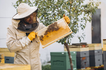 The beekeeper holds a honey cell with bees in his hands. Apiculture. Apiary. Working bees on honey comb. Honeycomb with honey and bees close-up.