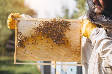 The beekeeper holds a honey cell with bees in his hands. Apiculture. Apiary. Working bees on honey...