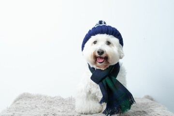 Adorable bichon frise wearing a scarf and hat isolated on white background - obrazy, fototapety, plakaty