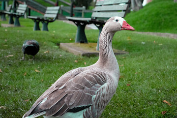 goose on the meadow
