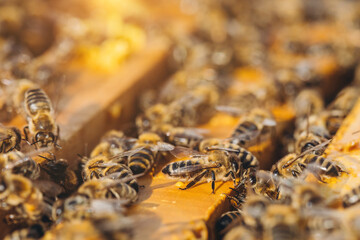 Bee colony in hive macro. Working honey bees, honeycomb, wax cells with honey and pollen.