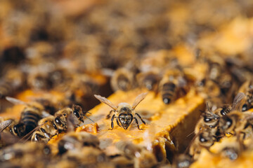 Bee colony in hive macro. Working honey bees, honeycomb, wax cells with honey and pollen.