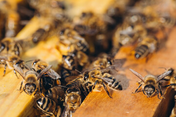 Bee colony in hive macro. Working honey bees, honeycomb, wax cells with honey and pollen.