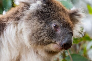 Closeup of a koala bear. Animal portrait.