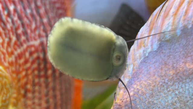 Anthrazit-Napfschnecke, Stahlhelmschnecke,Neritina pulligera an einer Aquariumscheibe.
