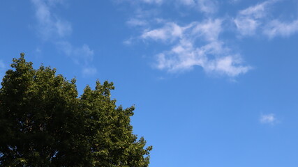 Obraz premium sky and trees