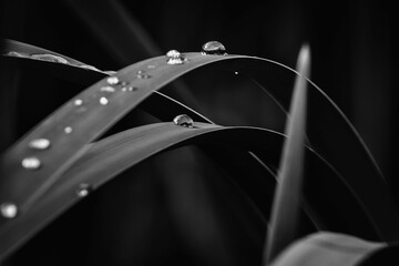 Closeup of reeds with waterdrops in a garden
