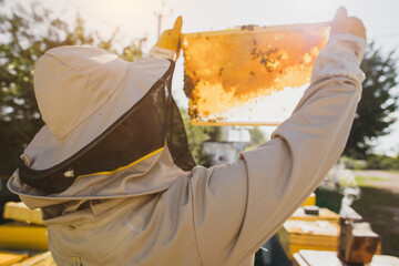 Naklejka premium The beekeeper holds a honey cell with bees in his hands. Apiculture. Apiary. Working bees on honey comb. Honeycomb with honey and bees close-up.