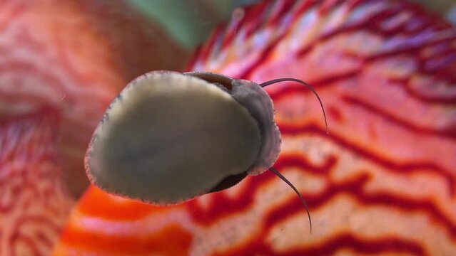 Anthrazit-Napfschnecke, Stahlhelmschnecke,Neritina pulligera an einer Aquariumscheibe.