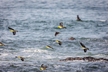 群れで飛来して海水を飲むアオバト（神奈川県大磯町照ヶ崎海岸）