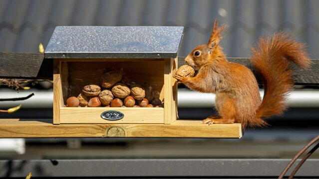 Egon the Squirl grapping nuts